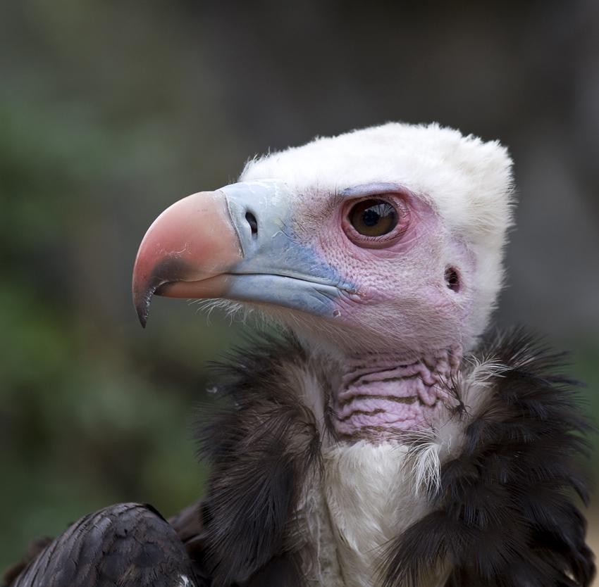 Gibt es da was zu......
Geier im Tierpark Berlin
Schlüsselwörter: Tierpark Berlin