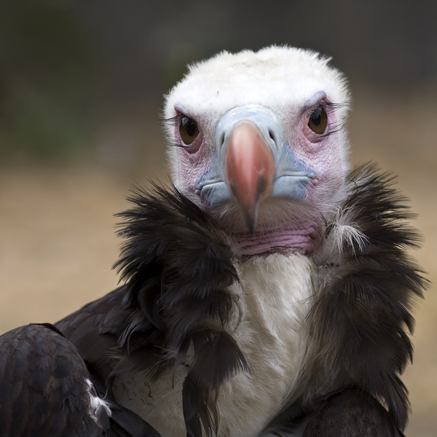 Allweltgeier
Der Ohrengeier (Aegypius tracheliotus, Syn. Torgos tracheliotus) ist ein sehr großer Vertreter der Altweltgeier (Aegypiinae).
Schlüsselwörter: Tierpark Berlin