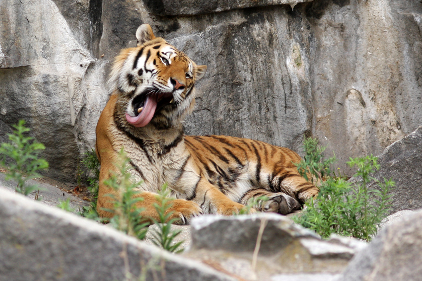 Tiger
auf dem Freigelände 
Schlüsselwörter: Tierpark Berlin