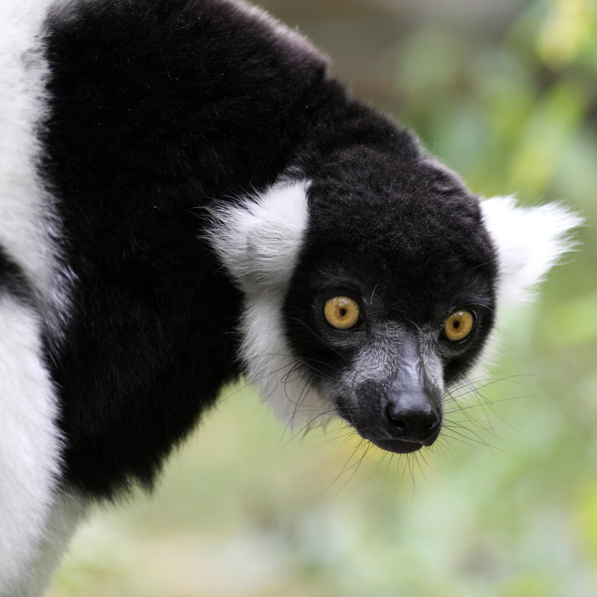 Vari
(madagassisch: vari) - Arten: Varecia variegata variegata und Varecia variegata editorum; 4 kg schwerer Lemur, der im Nordosten Madagaskars lebt; am auffälligsten sind die schwarz-weiß gemusterten Vari.
Schlüsselwörter: Tierpark Berlin