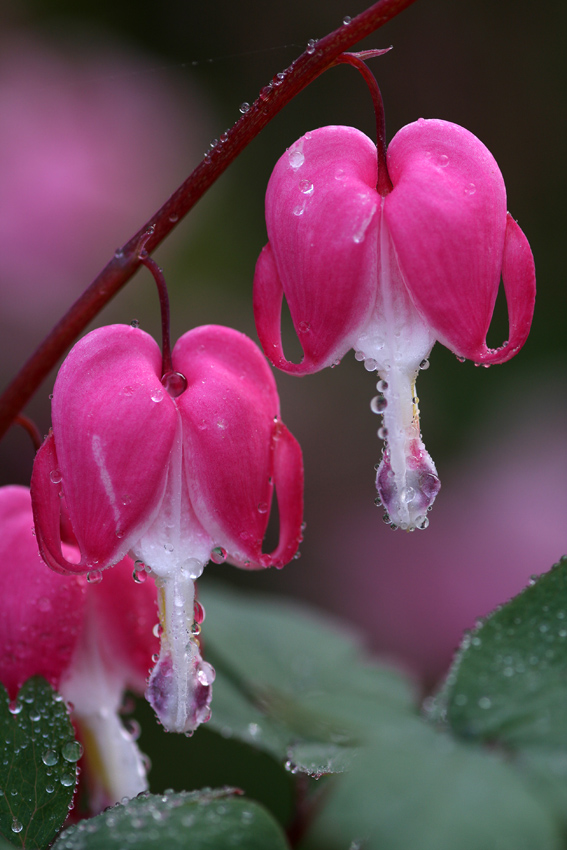 Das Tränende Herz (Lamprocapnos spectabilis)
auch Zweifarbige Herzblume genannt, ist die einzige Art der monotypischen Gattung Lamprocapnos Endl. in der Familie der Mohngewächse (Papaveraceae). Sie wurde lange Zeit in die Gattung der Herzblumen (Dicentra) gestellt, bis molekulargenetische Untersuchungen aus dem Jahr 1997 zeigten, dass sie eigenständig ist.
Dieses Jahr sogar schon im April feste am blühen
Schlüsselwörter: Tränendes Herz