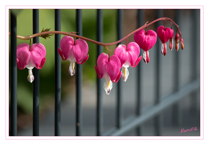 Gefängnisausbruch
Das Tränende Herz (Lamprocapnos spectabilis), auch Zweifarbige Herzblume, Herzerlstock, Flammendes Herz oder Marienherz genannt, ist die einzige Art der Gattung Lamprocapnos Endl. der Familie der Mohngewächse (Papaveraceae) und eine beliebte Zierpflanze. Sie ist Giftpflanze des Jahres 2017. laut Wikipedia
Schlüsselwörter: Tränende Herz