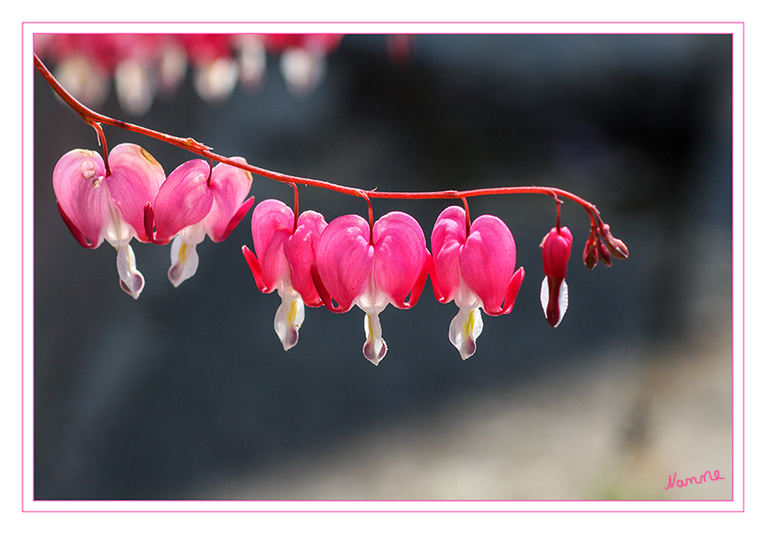 Tränendes Herz
Das Tränende Herz (Lamprocapnos spectabilis), auch Zweifarbige Herzblume, Herzerlstock, Flammendes Herz oder Marienherz genannt, ist die einzige Art der Gattung Lamprocapnos Endl. der Familie der Mohngewächse und beliebte Zierpflanze.
laut Wikipedia
Schlüsselwörter: Tränendes Herz