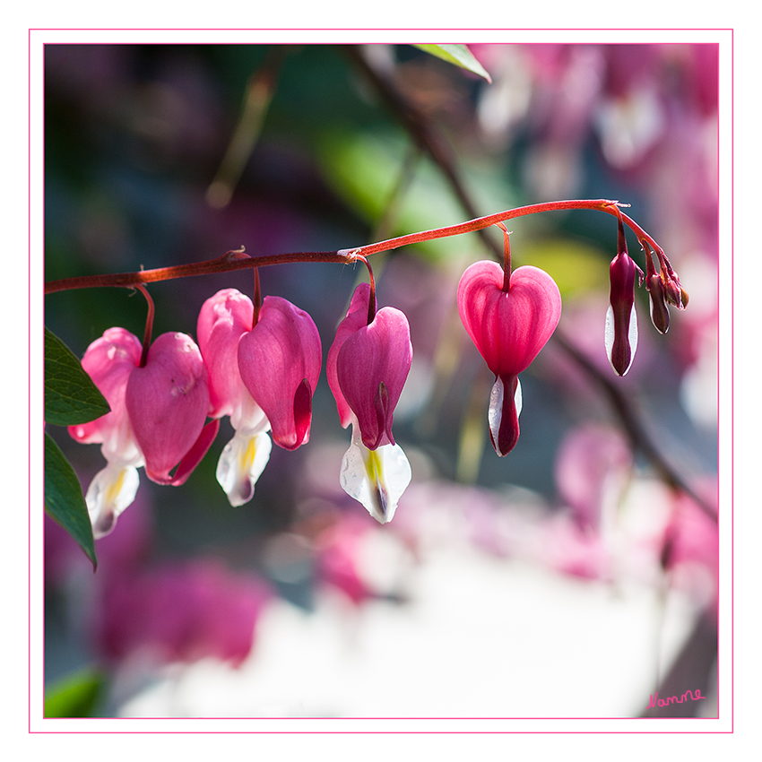 Tränendes Herz
(Lamprocapnos spectabilis) Die Blüten sind am Grund herzförmig und messen 20 bis 27 × 18 bis 22 Millimeter. Die äußeren Kronblätter sind meist rosa, seltener weiß gefärbt und ihre Spitzen sind abstehend bis zurückgebogen.
Die Blütezeit reicht von Mai bis Juni, selten beginnt sie bereits im April wie dieses Jahr.
laut Wikipedia
Schlüsselwörter: Tränendes Herz