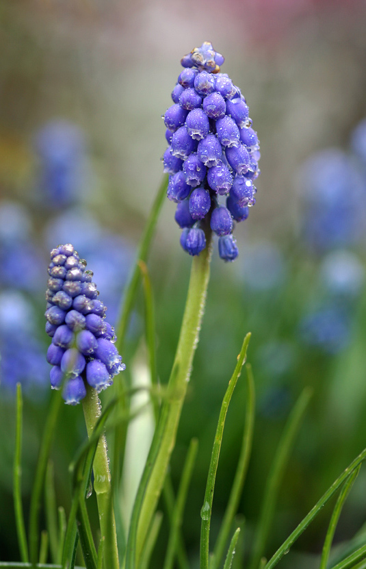 Kleine Traubenhyazinthe
(Muscari botryoides)

Sie steht in Deutschland wegen ihres seltenen Vorkommen auf der "Roten Liste der gefährdeter Arten"
Schlüsselwörter: Traubenhyazinthe     blau    nass