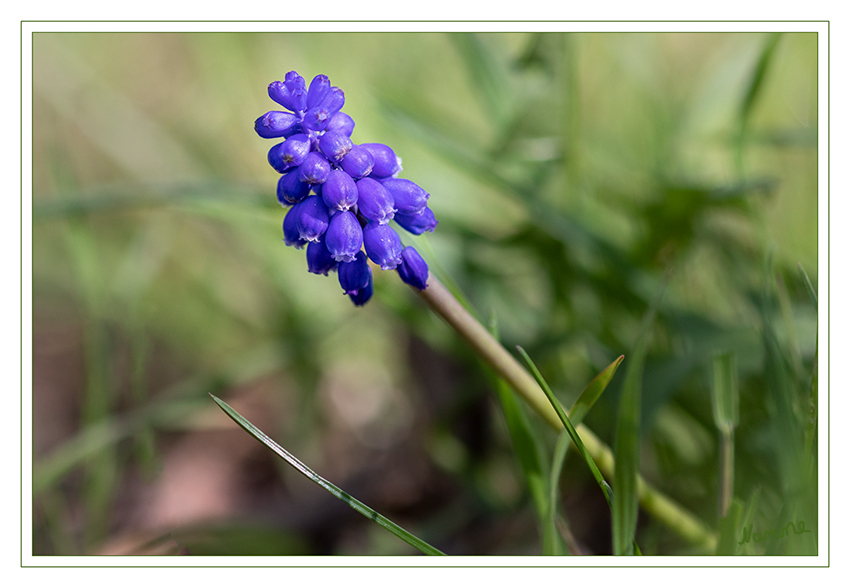 Traubenhyazinthe
auch Perlhyazinthe oder Bauernbübchen genannt, botanisch: Muscari*, gehört zu den Zwiebelgewächsen. Sie lieben Licht und Wärme, gedeihen jedoch auch im Halbschatten sehr gut.
Schlüsselwörter: Traubenhyazinthe