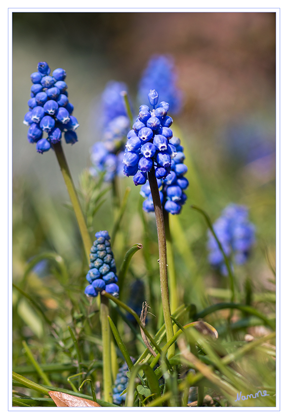 Traubenhyazinthen
Die Traubenhyazinthe ist eine lila-blaue Blume. Sie gehört zur Familie der Liliengewächse.
Der lateinische Name lautet Muscari. Sie blüht von März bis Mai. Traubenhyazinthen sind mehrjährige Pflanzen, sie wachsen in Gruppen auf Wiesen und in Gärten.
Die Traubenhyazinthe ist giftig. 
laut kidsnet.at
Schlüsselwörter: Traubenhyazinthe blau