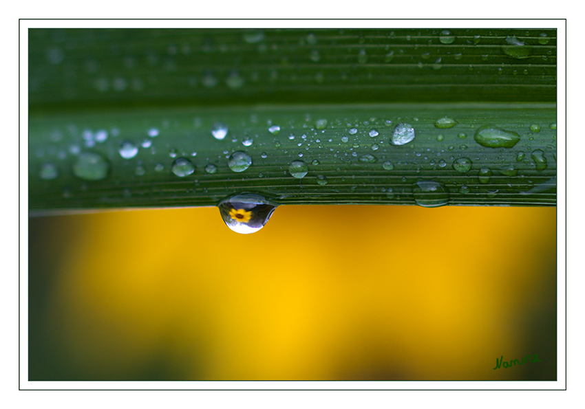 Tschüß Sommer
Schlüsselwörter: Regen Tropfen gelb grün