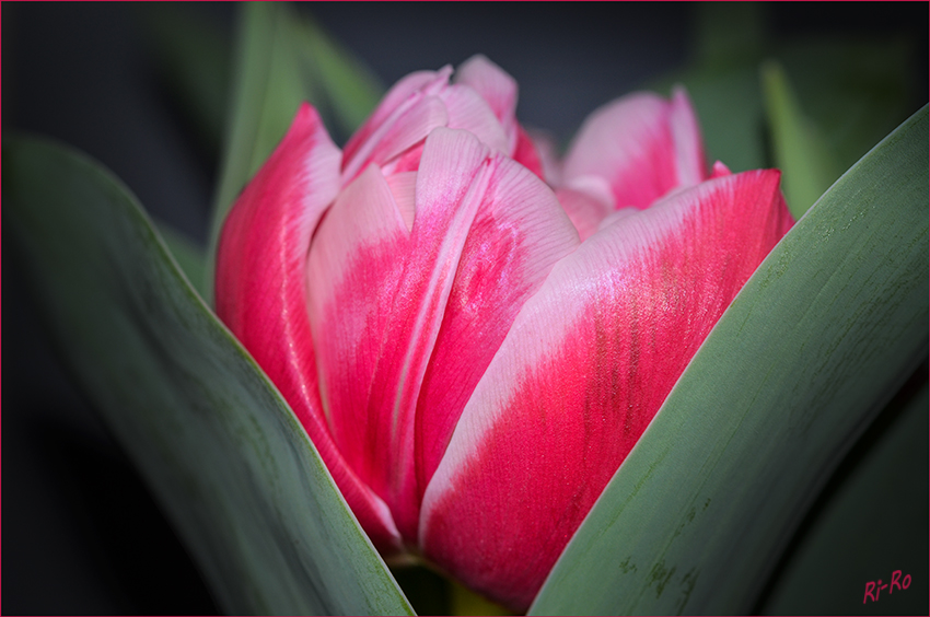 Tulpe rot-weiß
Schlüsselwörter: Tulpe,