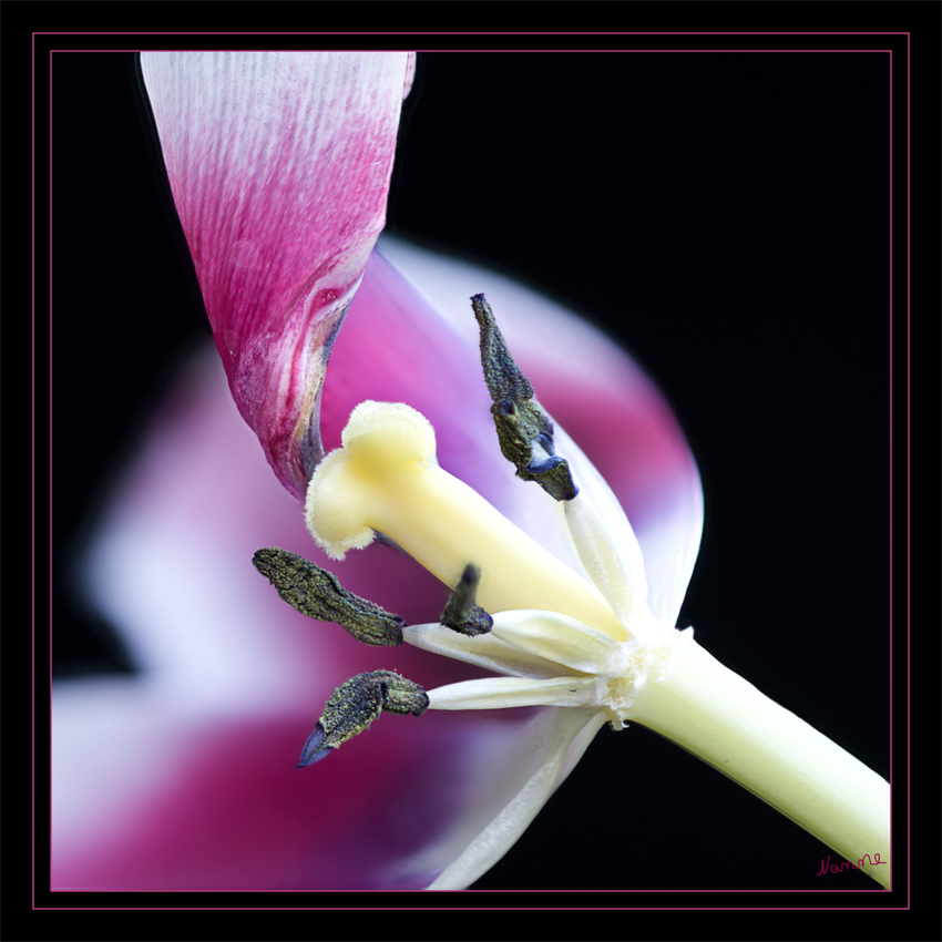 Verblühte Schönheit
Schlüsselwörter: Tulpe