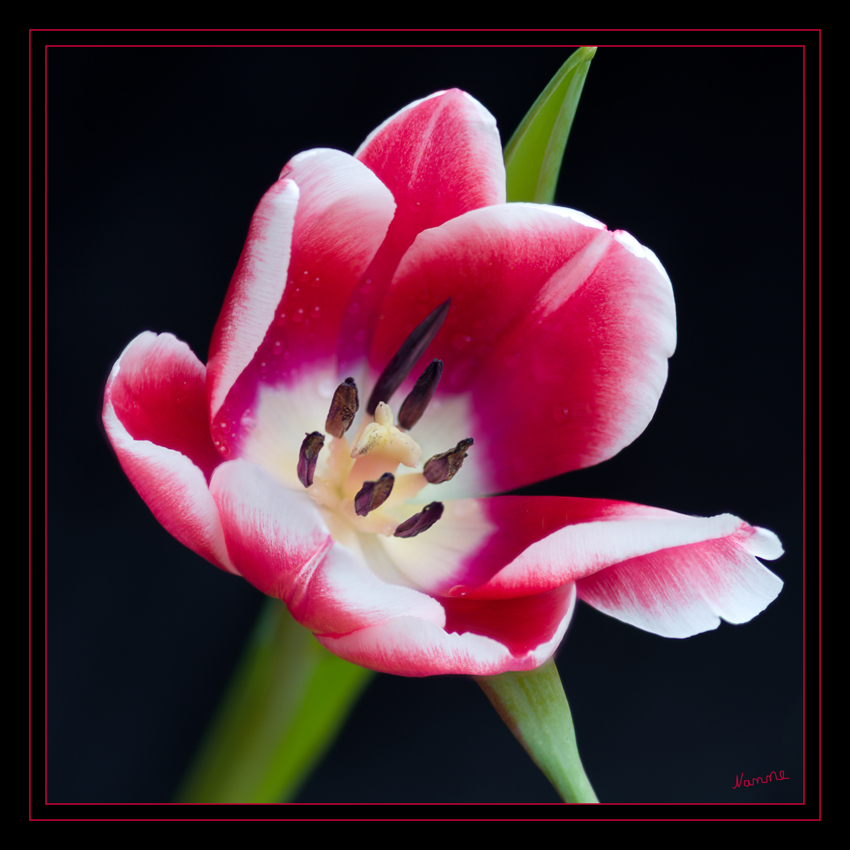 Tulpe
Schlüsselwörter: Tulpe