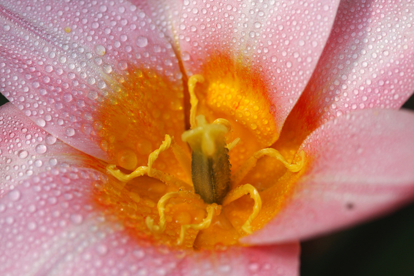 Tulpe
im April
Schlüsselwörter: Tulpe     rosa      nass