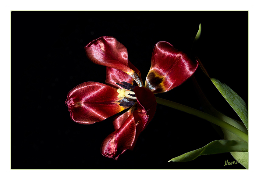 Nah heran
Auch im Verblühen sehr schön
Schlüsselwörter: Tulpe, rot