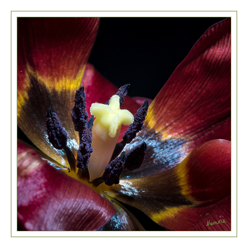 Nah heran
Schlüsselwörter: Tulpe, rot