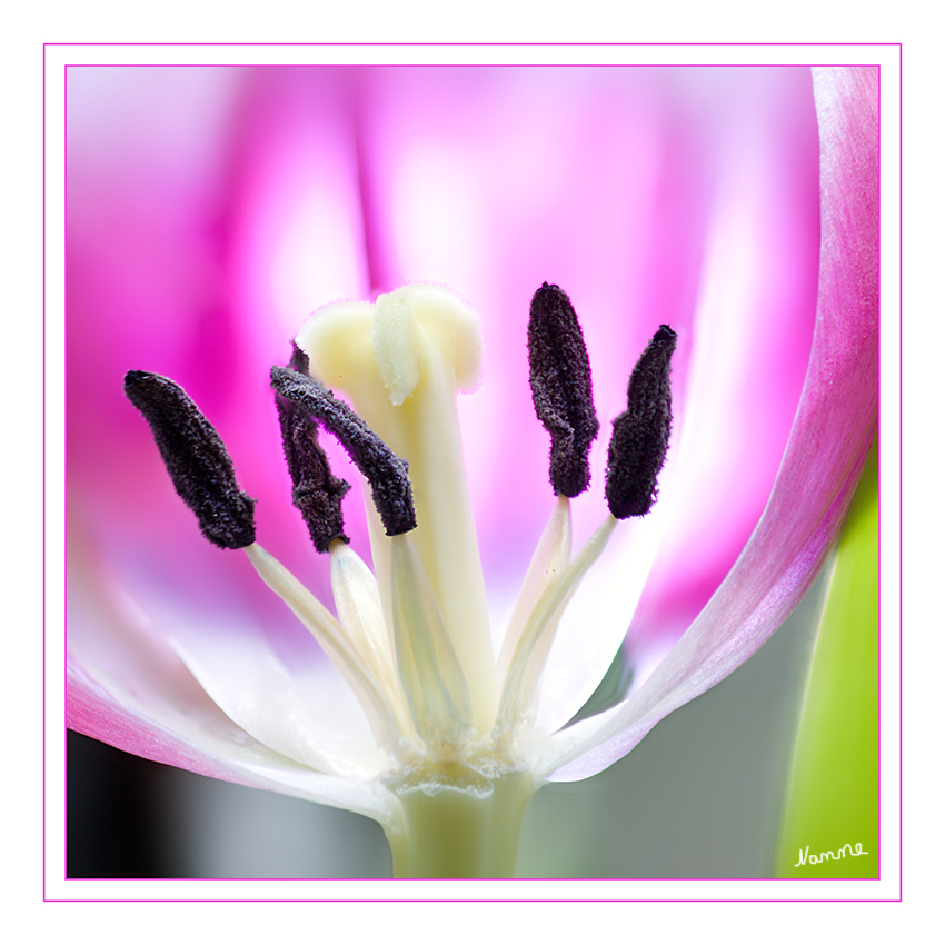 Tulpenherz
Schlüsselwörter: Tulpe
