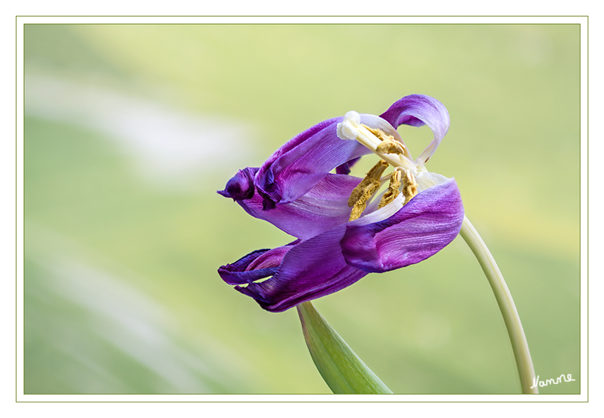 Vergänglichkeit
Schlüsselwörter: Tulpe