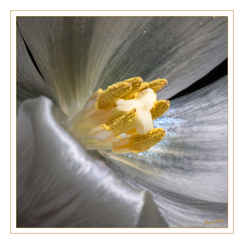 Nah heran
Nahaufnahme der dreilappigen Narbe einer Tulpe
Schlüsselwörter: Tulpe, weiß