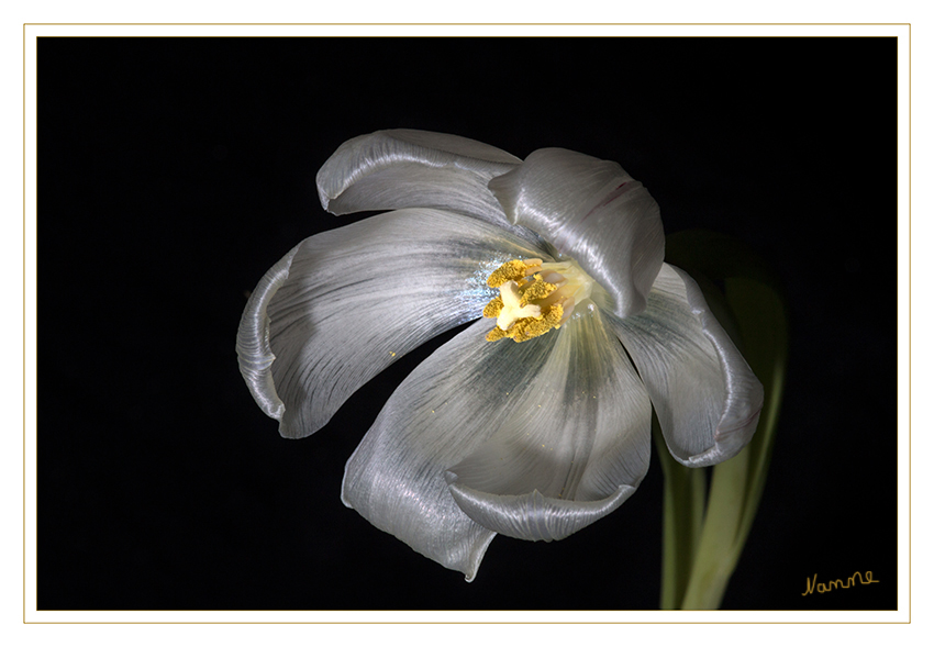 Nah heran
Die Tulpen (Tulipa) bilden eine Pflanzengattung in der Familie der Liliengewächse (Liliaceae). Die etwa 150 Arten sind in Nordafrika über Europa bis Zentralasien verbreitet. Zahlreiche Hybriden werden als Zierpflanzen in Parks und Gärten sowie als Schnittblumen verwendet. laut Wikipedia
Schlüsselwörter: Tulpe, weiß