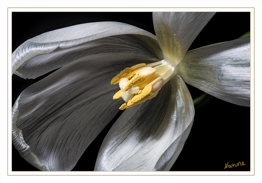 Nah heran
Eine Tulpenzwiebel stirbt nach der Blüte ab, gleichzeitig entwickelt sich in der Achsel einer Zwiebelschuppe eine neue blühfähige Zwiebel und schwächere Zwiebeln wachsen an der Basis der übrigen Zwiebelschuppen. laut Wikipedia
Schlüsselwörter: Tulpe, weiß