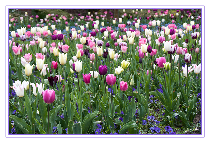 Bunt
Schlüsselwörter: Tulpenfeld