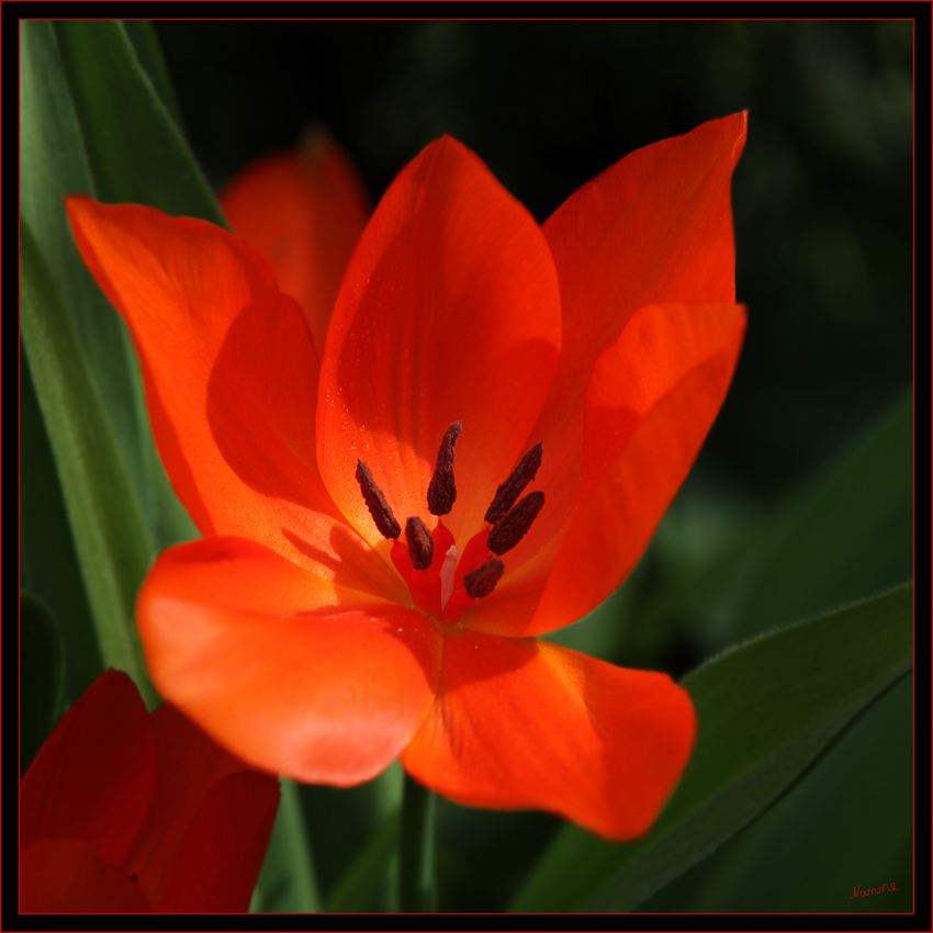 Rot
Schlüsselwörter: Tulpe