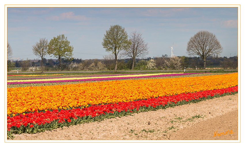 Tulpenfeld
Schlüsselwörter: Tulpe   bunt    Feld