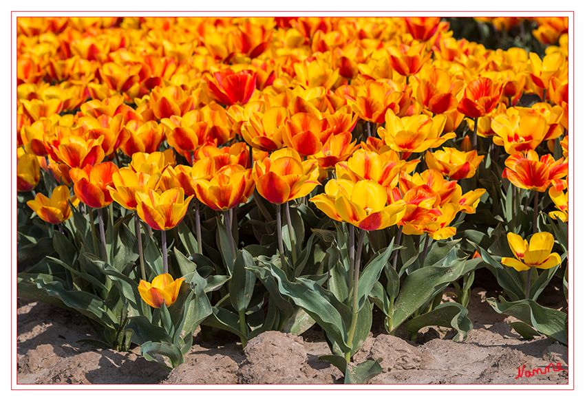Bunt
Die Tulpe treibt von April bis Mai ihre 4 - 8 cm langen, glockenförmigen Blüten aus der Zwiebel. Je nach Zuchtform variiert die Blütenfarbe über weiß, gelb, orange, rosa, rot bis blau und sogar schwarz. 
Schlüsselwörter: Tulpe,