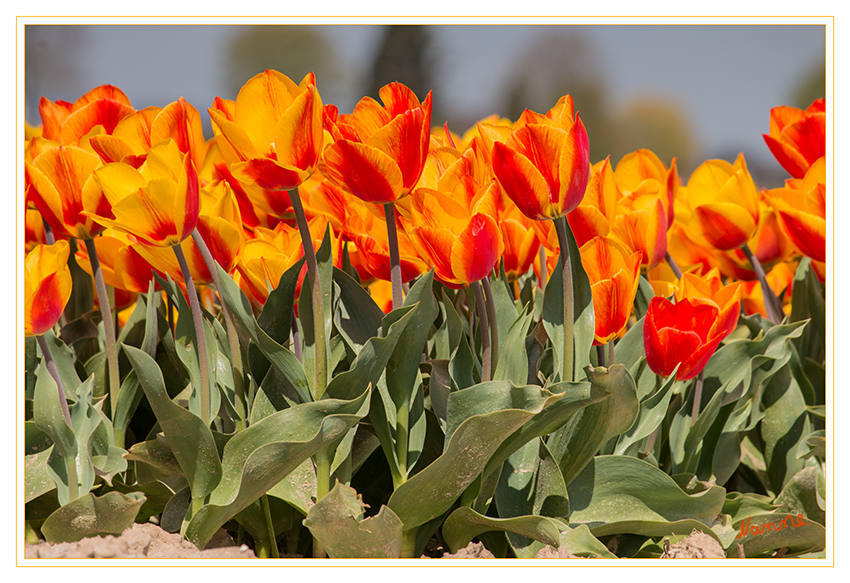 Bunt
Die Tulpe treibt von April bis Mai ihre 4 - 8 cm langen, glockenförmigen Blüten aus der Zwiebel. Je nach Zuchtform variiert die Blütenfarbe über weiß, gelb, orange, rosa, rot bis blau und sogar schwarz.
Schlüsselwörter: Tulpe,