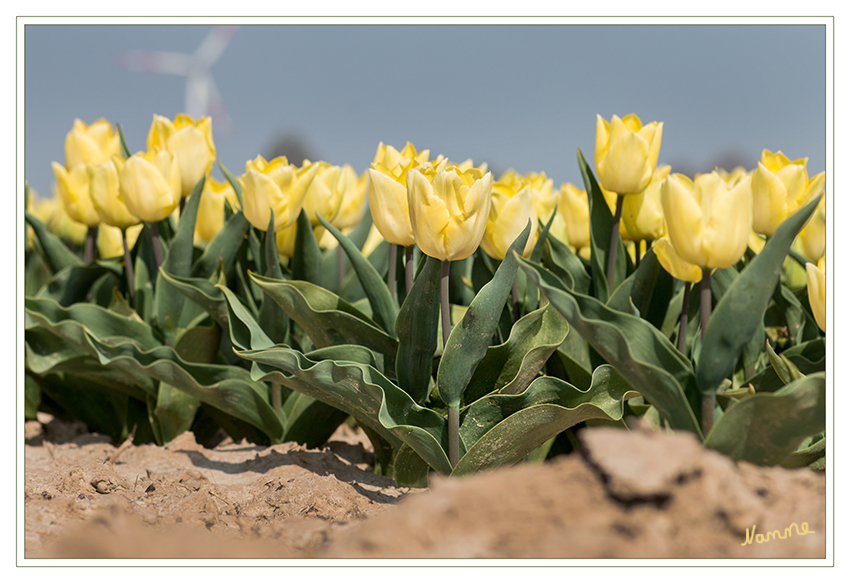 Gelb
Schlüsselwörter: Tulpe  gelb   Feld