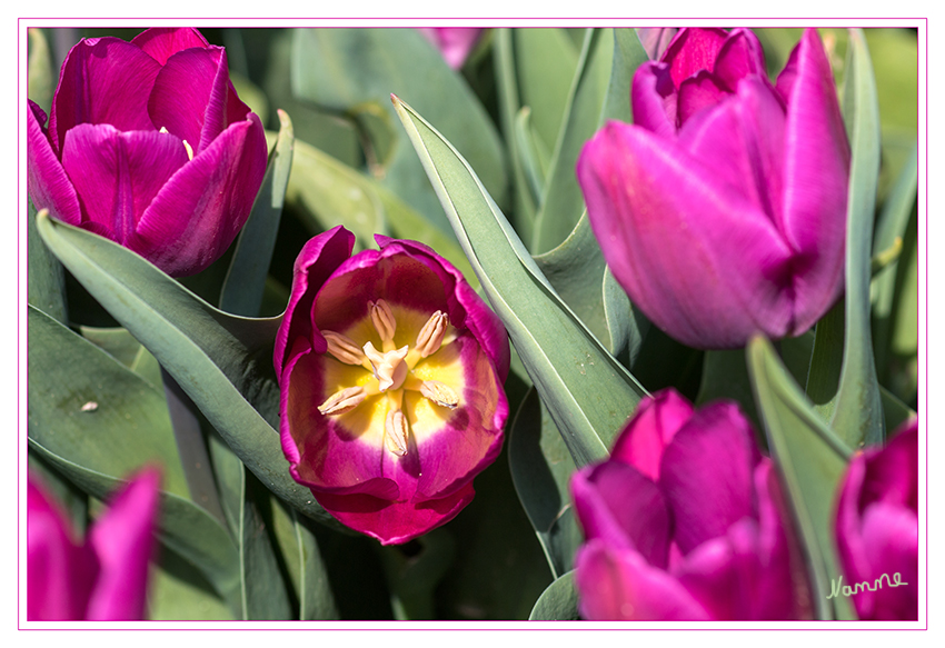 Einer
tanzt mal wieder aus der Reihe
Schlüsselwörter: Tulpe  lila   Feld