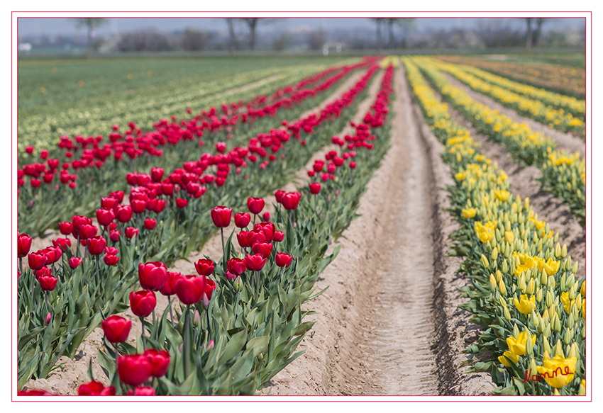 Tulpenfeld
Schlüsselwörter: Tulpe   bunt    Feld