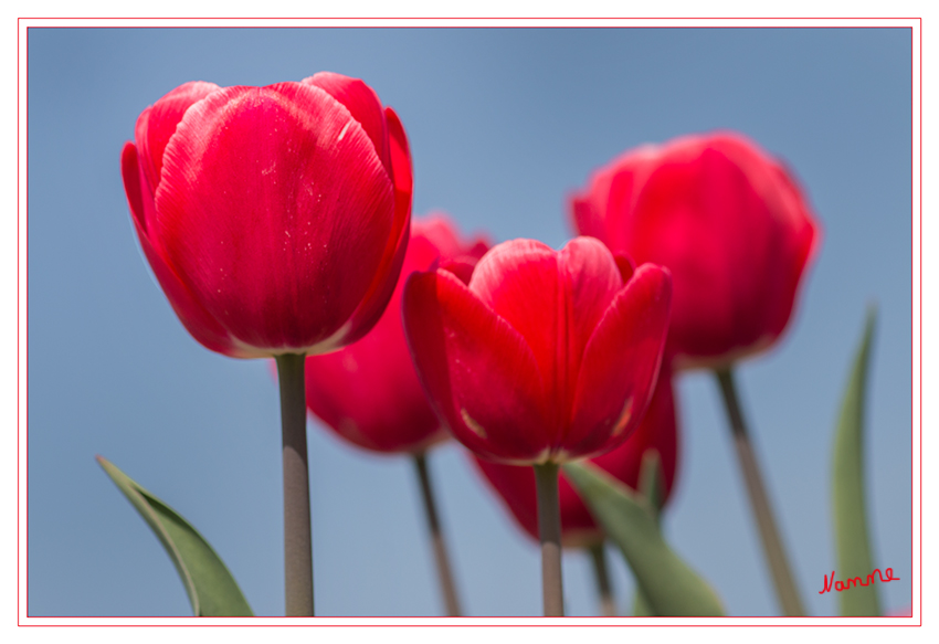 Rot
Die Tulpenfelder sind wunderbar am blühen
Schlüsselwörter: Tulpe  rot    Feld