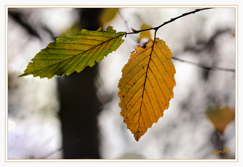 Der Übergang
in den Herbst
Schlüsselwörter: Blatt, Herbst, bunt