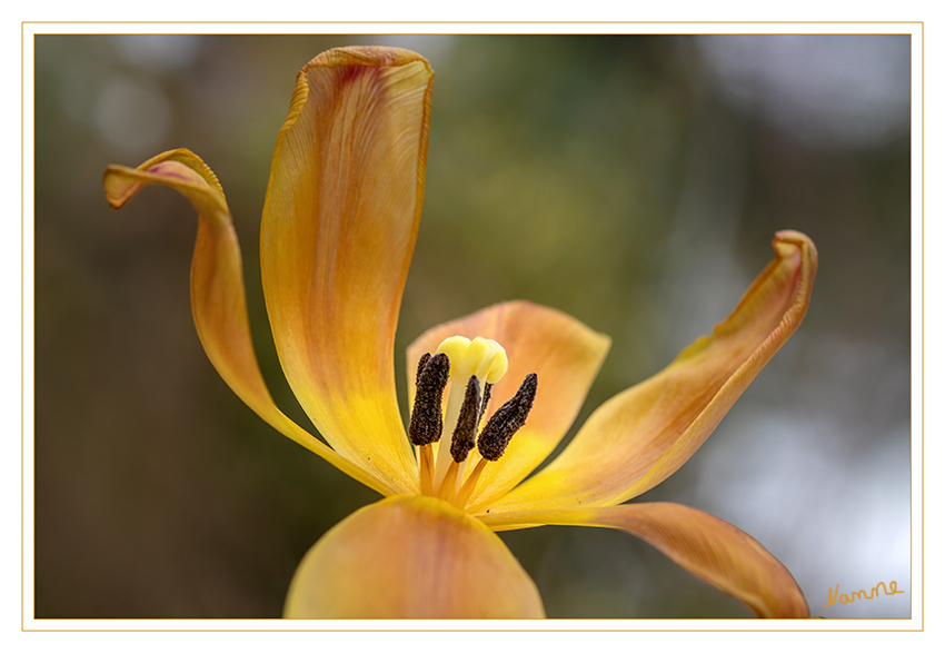 Verblüht
Schlüsselwörter: Tulpe