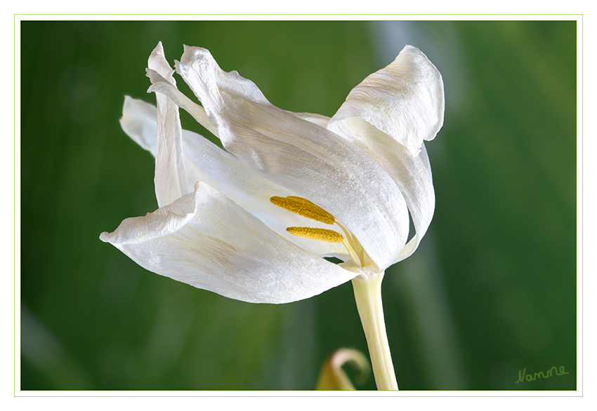 Vergänglichkeit
Schlüsselwörter: Tulpe weiß verblüht