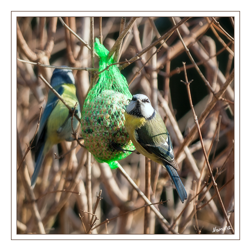 Was guckst du....
Die Blaumeise (Cyanistes caeruleus) ist ein kleiner lebhafter Singvogel. Sie gehört zur Familie der Meisen (Paridae). Ihre Größe beträgt ca. 11,5cm und ihr Gewicht ungefähr 10 g. 
 Sie gehört zu den Standvögeln und zu den Teilziehern. 
laut brodowski-fotografie.de
Schlüsselwörter: Vögel, Blaumeise