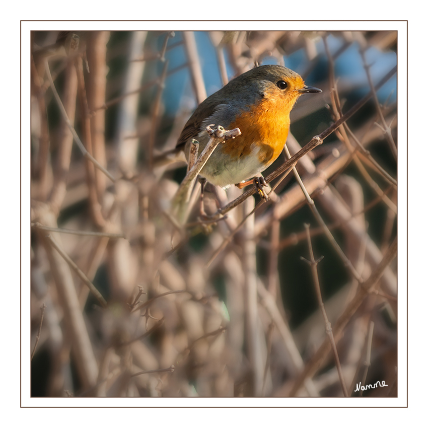 Rotkehlchen
Das Rotkehlchen (Erithacus rubecula) ist eine Vogelart aus der Familie der Fliegenschnäpper (Muscicapidae). Es besiedelt Nordafrika, Europa und Kleinasien sowie die Mittelmeerinseln. Seine Nahrung besteht vor allem aus Insekten, kleinen Spinnen, Würmern und Schnecken. Wegen seiner Häufigkeit und oft geringen Fluchtdistanz ist das Rotkehlchen ein besonderer Sympathieträger.
laut Wikipedia
Schlüsselwörter: Vögel, Rotkehlchen