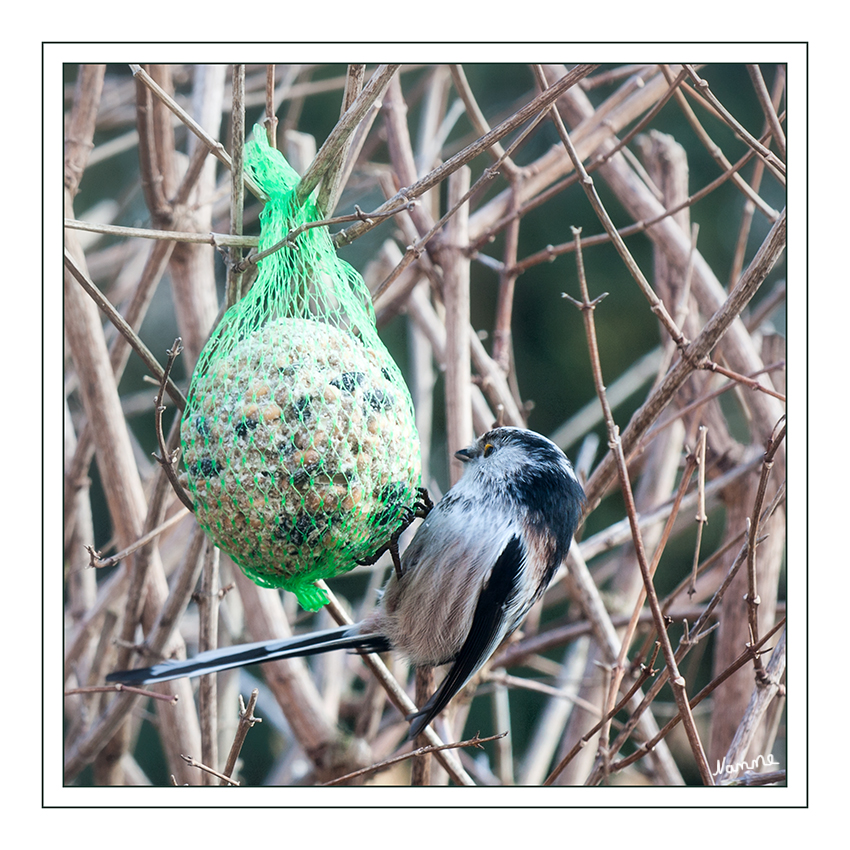 Einfach abhängen..........
Die Schwanzmeise (Aegithalos caudatus) ist ein kleiner Sperlingsvogel aus der Familie der Schwanzmeisen (Aegithalidae). Ihren Namen verdankt sie dem langen Schwanz, der ihr ein präzises Ausbalancieren beim Hangeln auf den äußeren Enden feiner Zweige ermöglicht, auf denen sie vorrangig ihre Nahrung sucht. Sie besiedelt vor allem lichte Wälder, Waldränder und Parks mit viel Unterwuchs, in dem sie ihr eiförmiges Nest aus Moos, Pflanzenwolle und Federn errichtet.
laut Wikipedia
Meinen Dank an Petra für die Info
Schlüsselwörter: Schwanzmeise Meise