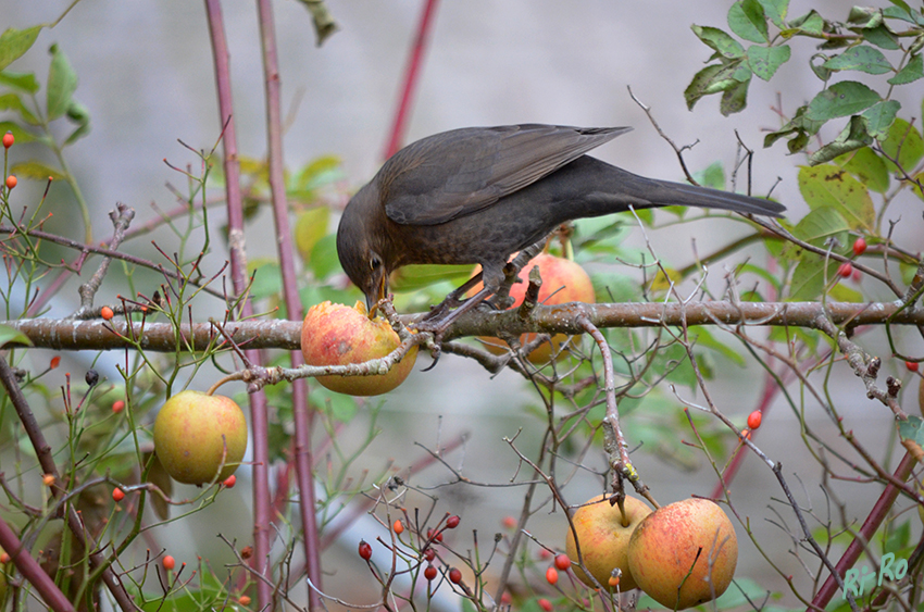 Was guckst du?
Im Herbst werden gerne auch mal Äpfel angepickt
Schlüsselwörter: Vogel