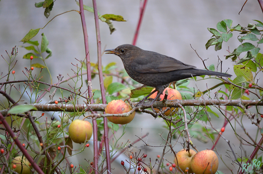 Was guckst du?
Im Herbst werden gerne auch mal Äpfel angepickt 
Schlüsselwörter: Vogel