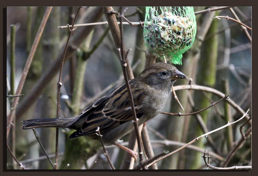 Spatz
Der Haussperling (Passer domesticus) – auch Spatz genannt – ist eine Vogelart aus der Familie der Sperlinge (Passeridae) und einer der bekanntesten und am weitesten verbreiteten Singvögel.

laut Wikipedia
