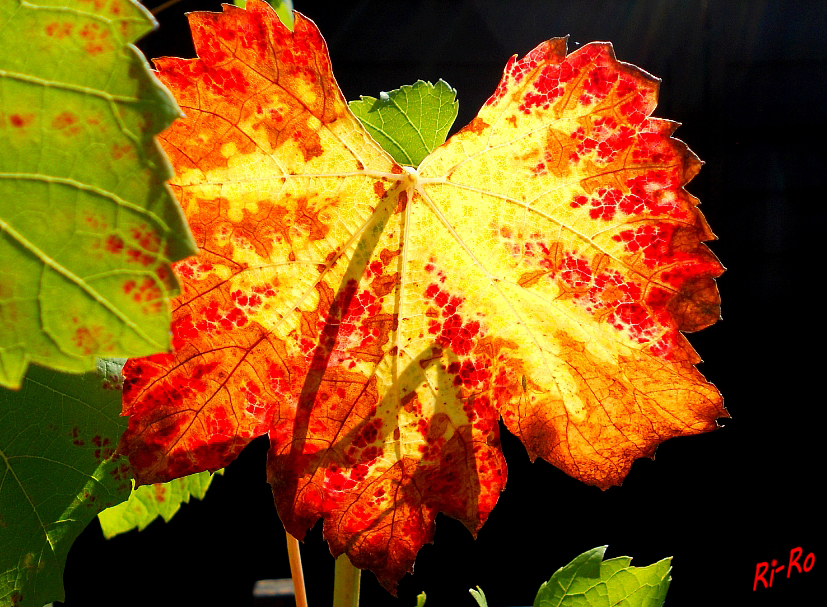 Von der Sonne angestrahlt
Schlüsselwörter: Weinblatt