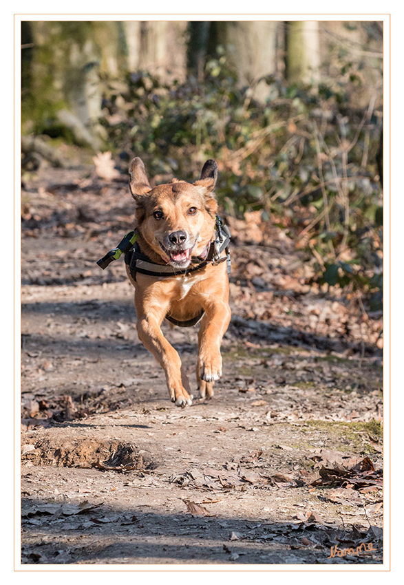 Abgehoben
Schlüsselwörter: Hund Joy