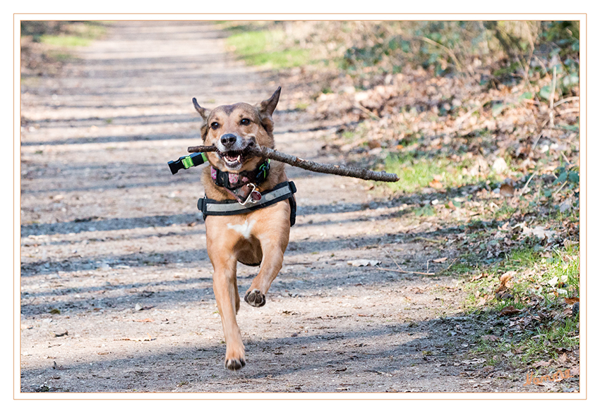 Gefangen
Schlüsselwörter: Hund Joy