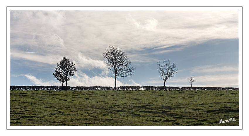 Bis zum Himmel
reichen diese Bäume.
Neujahrsparziergang
Schlüsselwörter: Himmel Landschaft