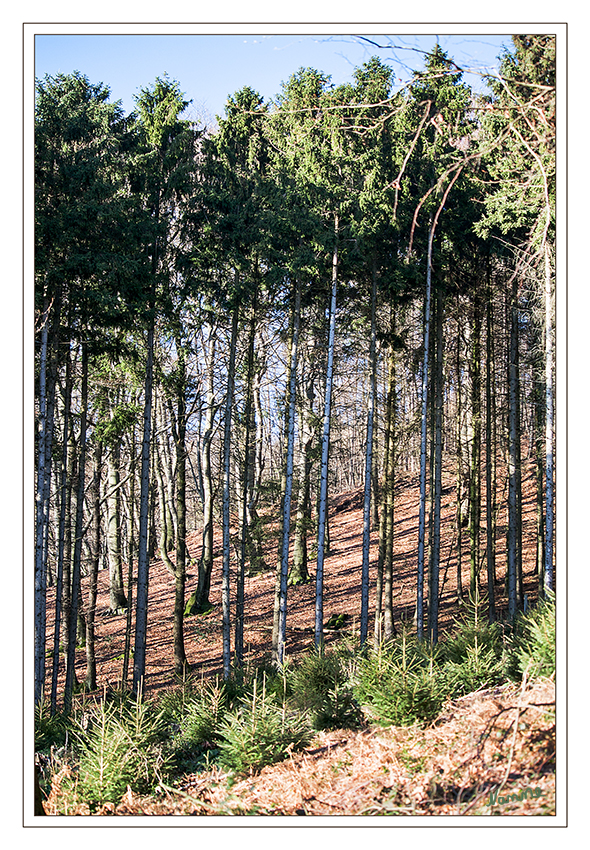 Schlank und rang
Neujahrsparziergang bei Sonnenschein
Schlüsselwörter: Wald