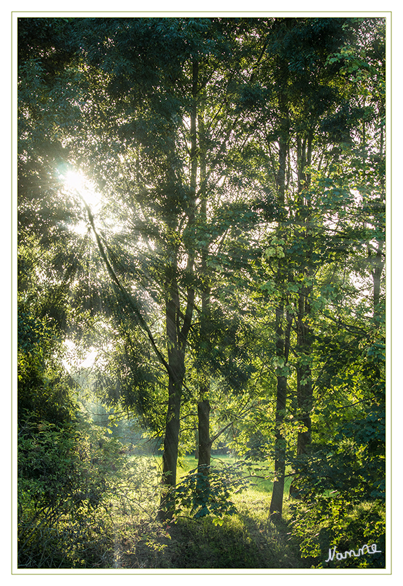 Ein besonderer Moment
Schlüsselwörter: Lichtstrahlen Wald