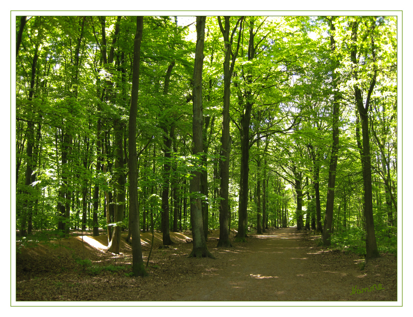 Es wird grün
Waldsparziergang
Schlüsselwörter: Wald