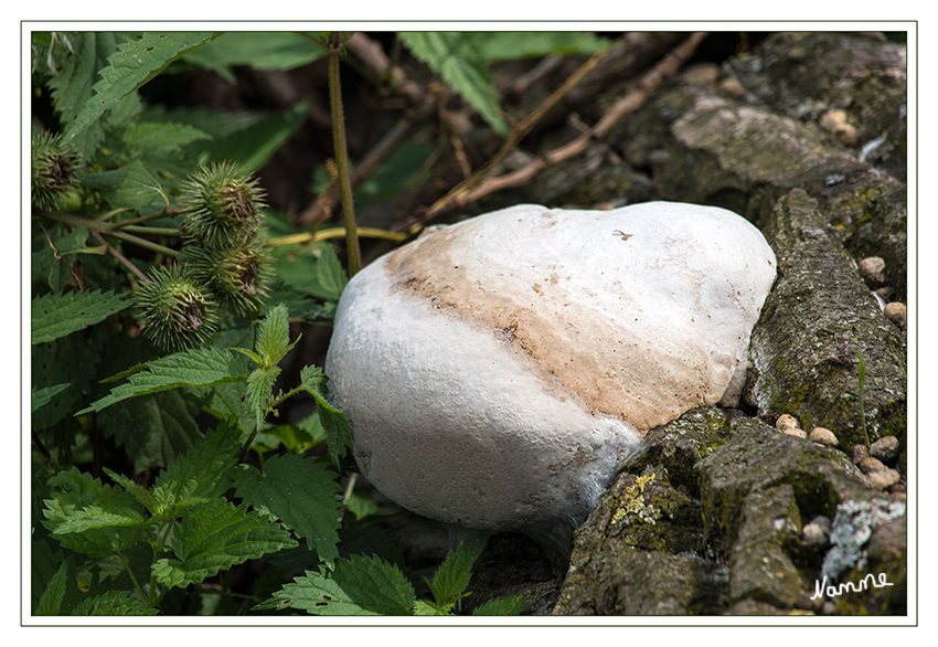 Was bin ich?
Als Boviste werden verschiedene Pilze mit mehr oder weniger kugelförmigem Fruchtkörper bezeichnet, bei denen die Bildung der Sporen in einer Gleba im Innern des Fruchtkörpers (angiocarb) stattfindet. Dies stellt eine Anpassung an trockene Lebensräume dar und kommt in verschiedenen Pilzgruppen vor.
laut Wikipedia
Dank an Roland für den Hinweis.
Schlüsselwörter: Bovist Pilz Pilze