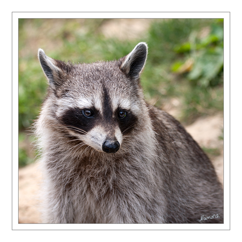 Was gucks du?
Das englische Wort für den Waschbären, raccoon (gelegentlich auch racoon), geht auf ein Wort in der Sprache der Algonkin zurück, das von Häuptling Powhatan und seiner Tochter Pocahontas ahrah-koon-em – andere Schreibweisen existieren – ausgesprochen wurde und so viel wie „der mit seinen Händen reibt, schrubbt und kratzt“ bedeutet. laut Wikipedia
Schlüsselwörter: Waschbär